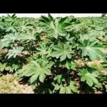 120 से भी ज्यादा रोगों की कारगर औषधि//Ayurvedic use of castor oil plant(Arand)