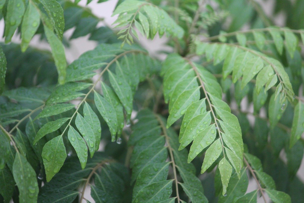 curry leafs